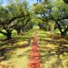 Oak Alley Plantation Tour